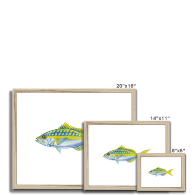 Yellowtail Snapper Framed & Mounted Print