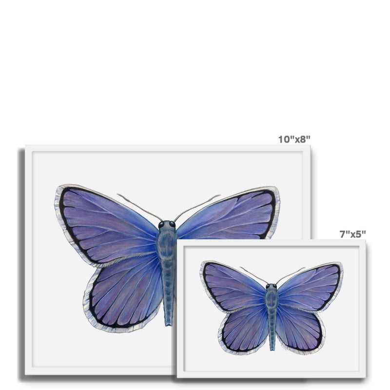 Karner Blue Butterfly Framed Photo Tile