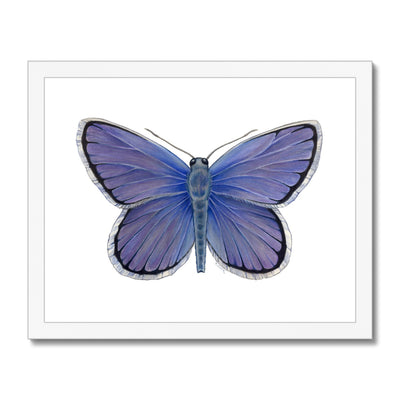 Karner Blue Butterfly Framed Print