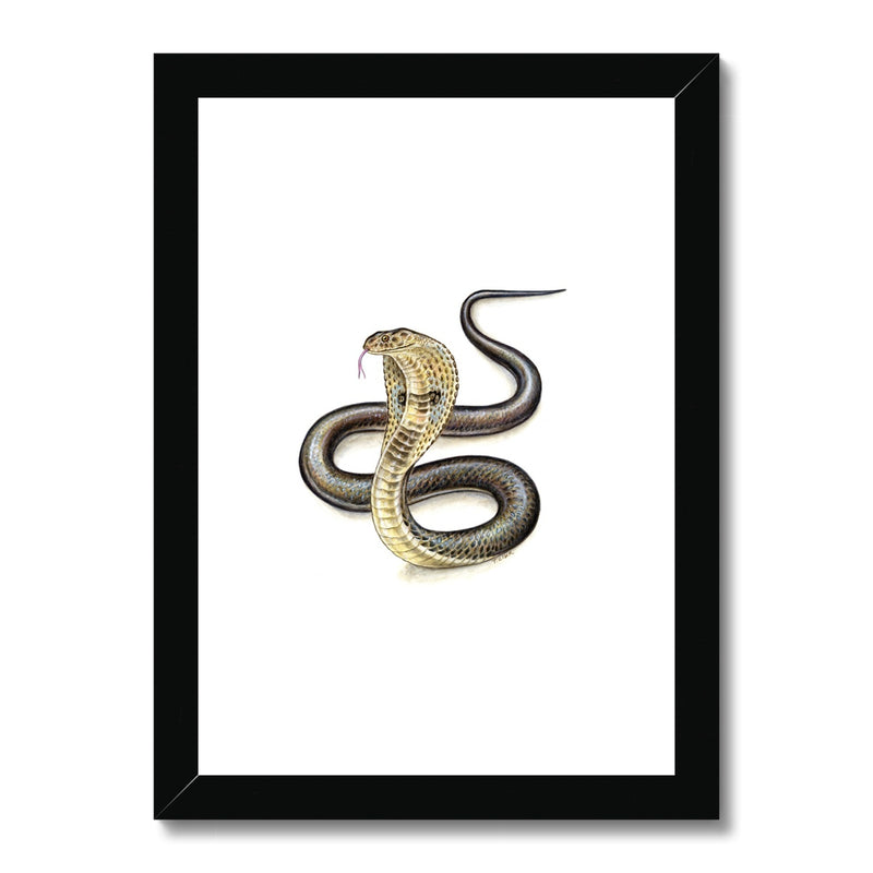 Indian Cobra Framed & Mounted Print