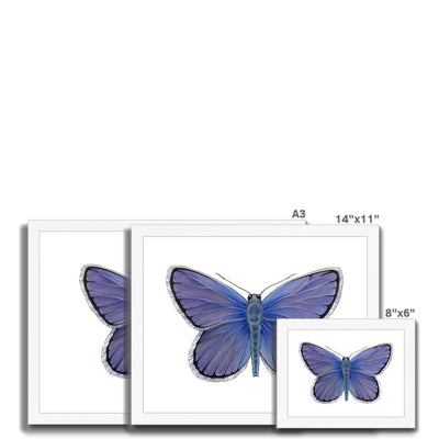 Karner Blue Butterfly Framed Print