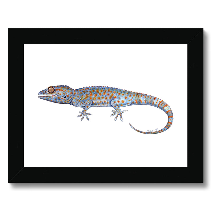 Tokay Gecko Framed Print