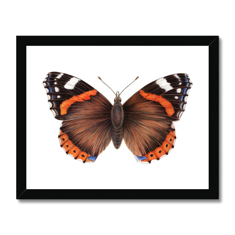 Red Admiral Butterfly Framed Print