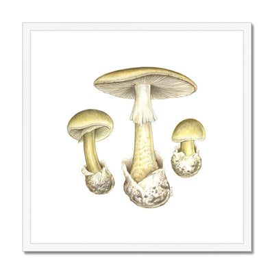Deathcap Mushroom Framed & Mounted Print