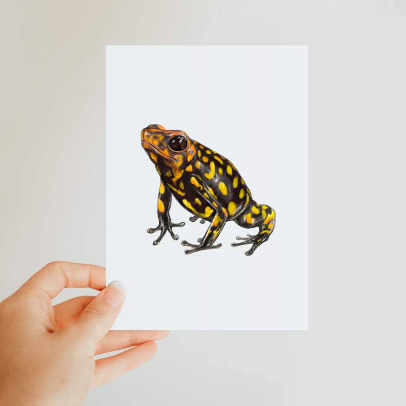 Harlequin poison frog Classic Postcard