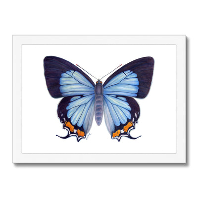 Imperial Blue Butterfly Framed Print