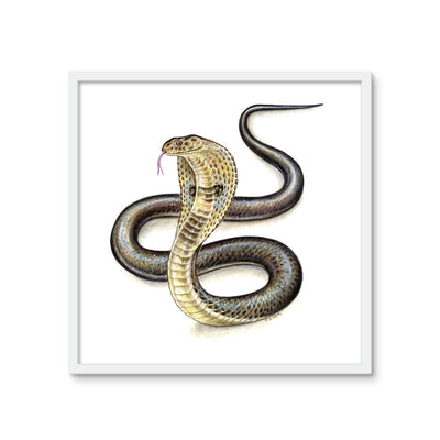 Indian Cobra Framed Photo Tile