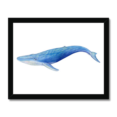 Blue Whale Framed Print