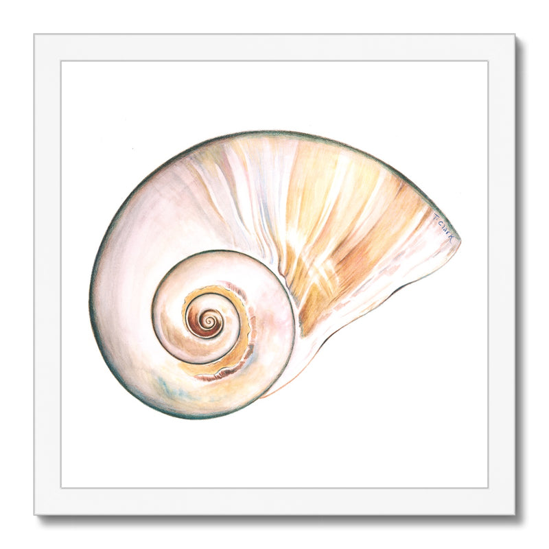 Northern Moonsnail Framed Print