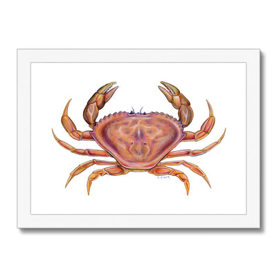 Dungeness Crab Framed Print