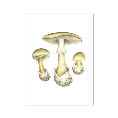 Deathcap Mushroom Hahnemühle Photo Rag Print