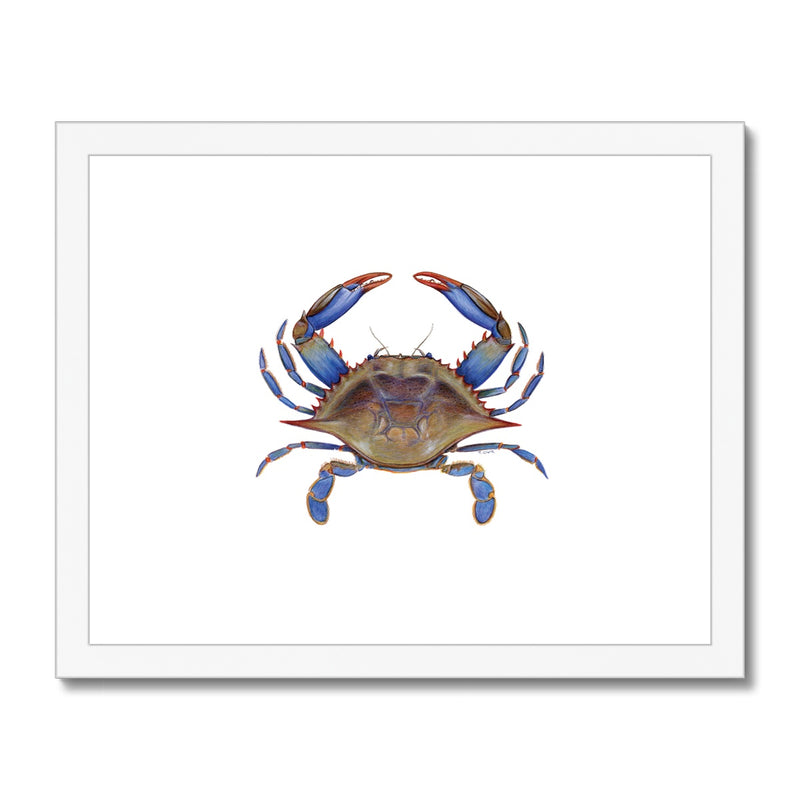 Blue Crab Framed & Mounted Print