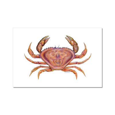 Dungeness Crab Hahnemühle Photo Rag Print