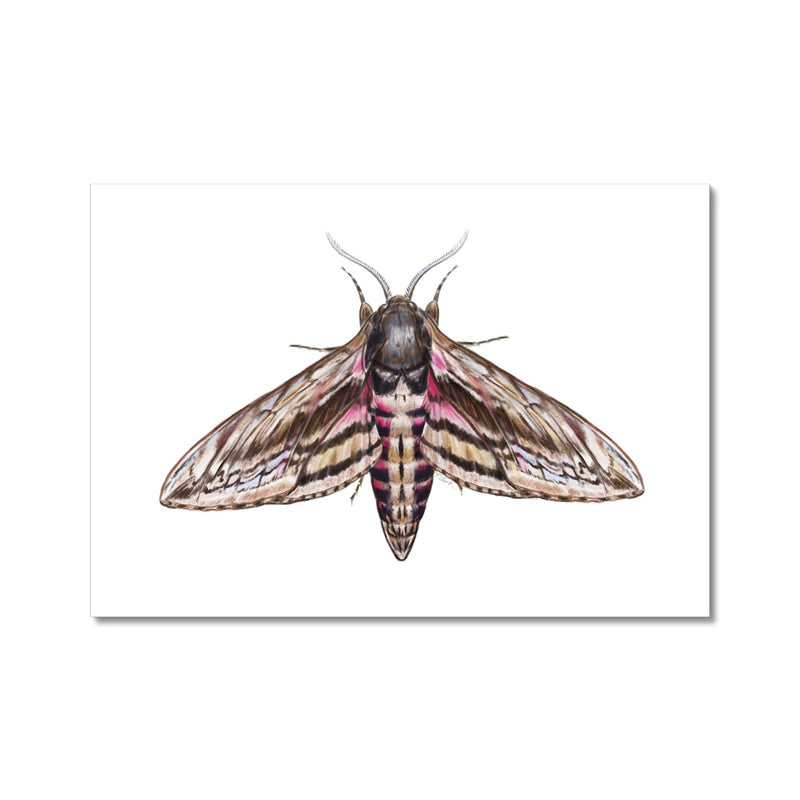 Hawkmoth Hahnemühle German Etching Print