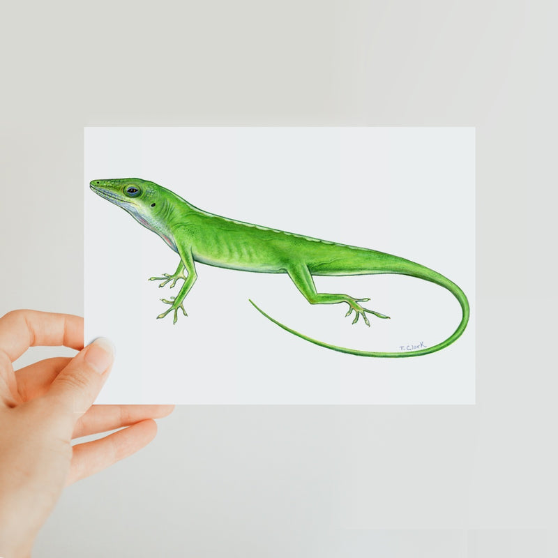 Green Anole Lizard Classic Postcard