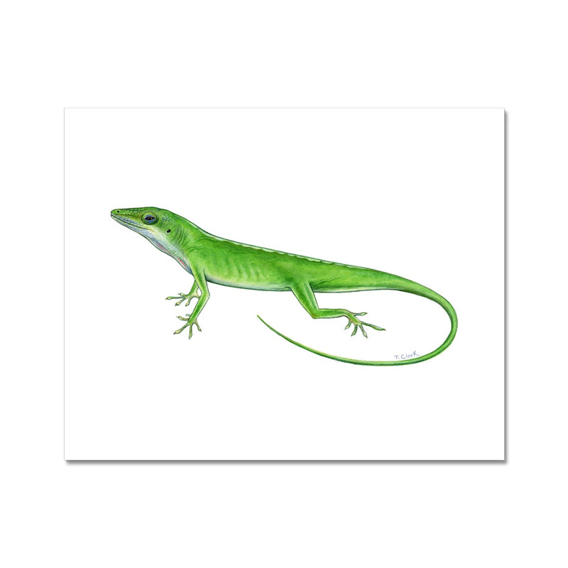 Green Anole Lizard Hahnemühle Photo Rag Print