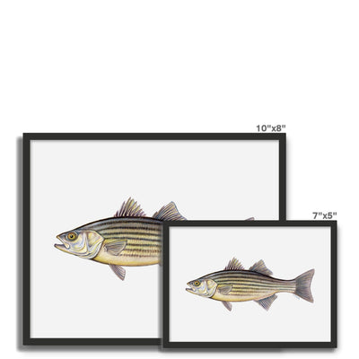 Striped Bass Framed Photo Tile