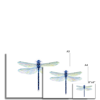 Spatterdock Darner Dragonfly Hahnemühle German Etching Print