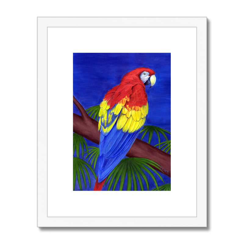 Scarlet Red Macaw Framed & Mounted Print