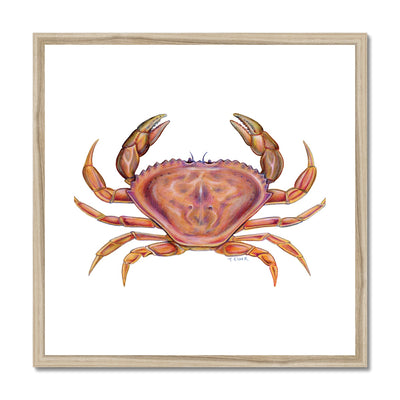Dungeness Crab Framed & Mounted Print