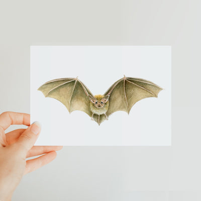 Daubenten's Bat Classic Postcard