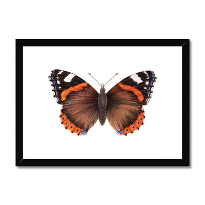 Red Admiral Butterfly Framed & Mounted Print