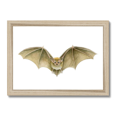 Daubenten's Bat Framed Print