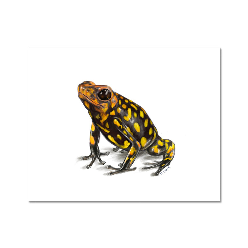 Harlequin poison frog Hahnemühle Photo Rag Print