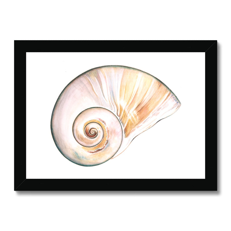 Northern Moonsnail Framed Print