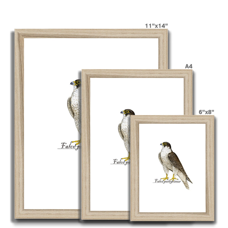 Peregrine Falcon Framed & Mounted Print