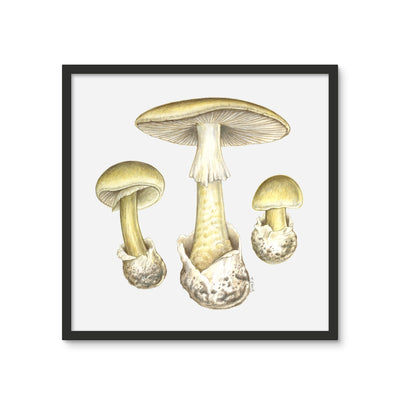 Deathcap Mushroom Framed Photo Tile