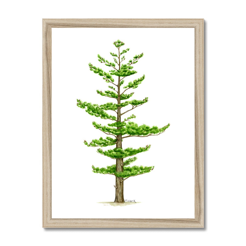 White Pine Framed Print