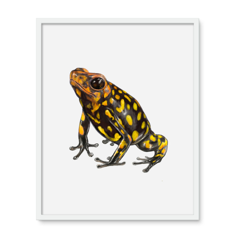 Harlequin poison frog Framed Photo Tile