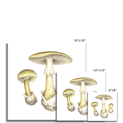 Deathcap Mushroom Hahnemühle German Etching Print