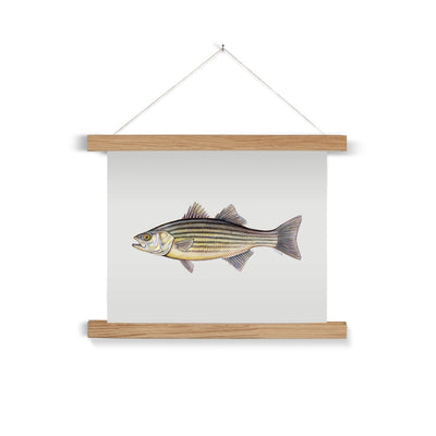 Striped Bass Fine Art Print with Hanger