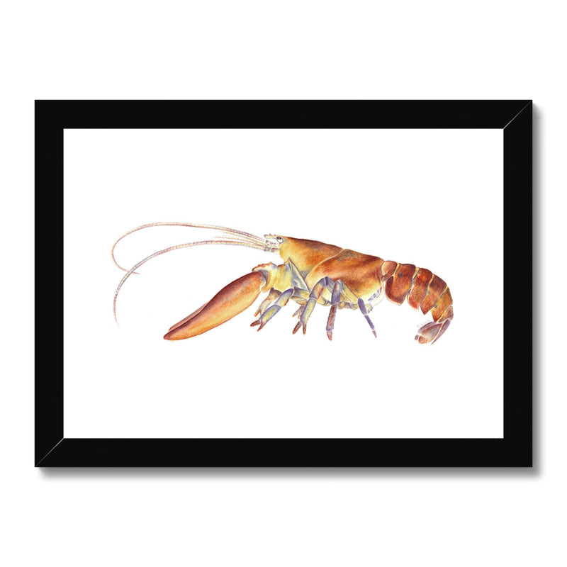 Northern Lobster Framed Print