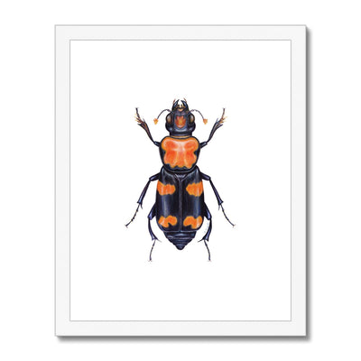 Burying Beetle Framed & Mounted Print