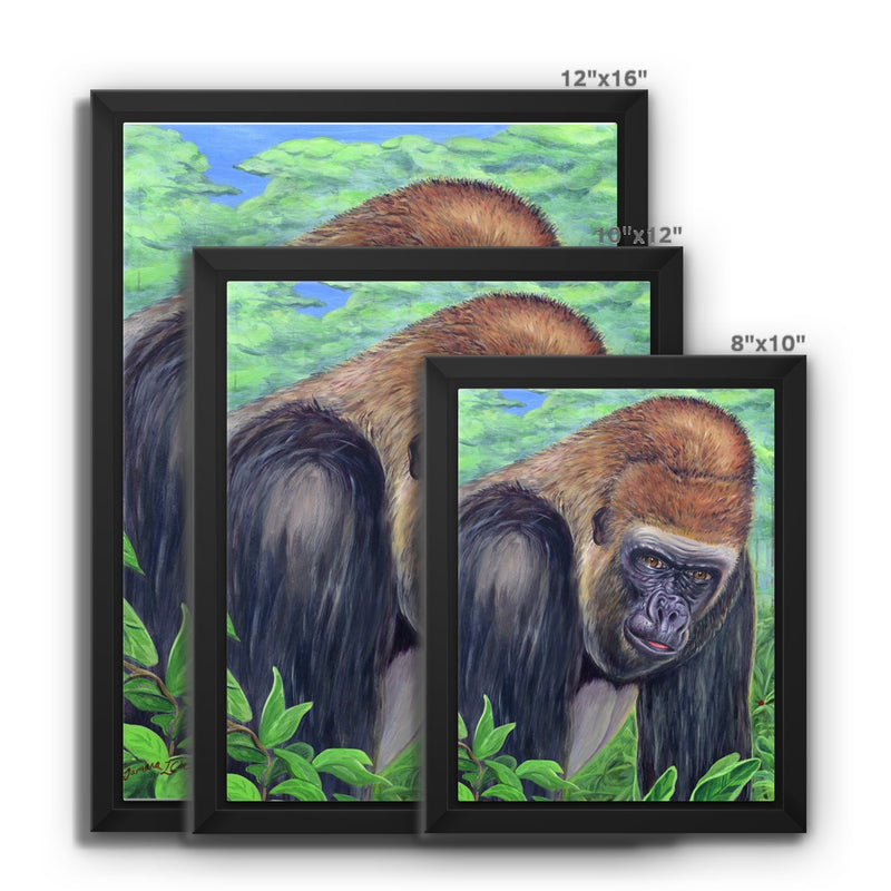 Gorilla gorilla  Framed Canvas