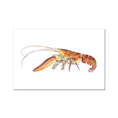Northern Lobster Hahnemühle Photo Rag Print