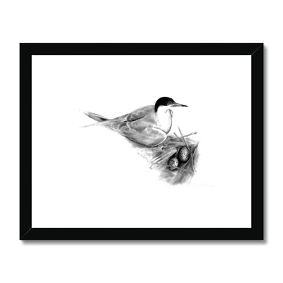 Common Tern Framed & Mounted Print