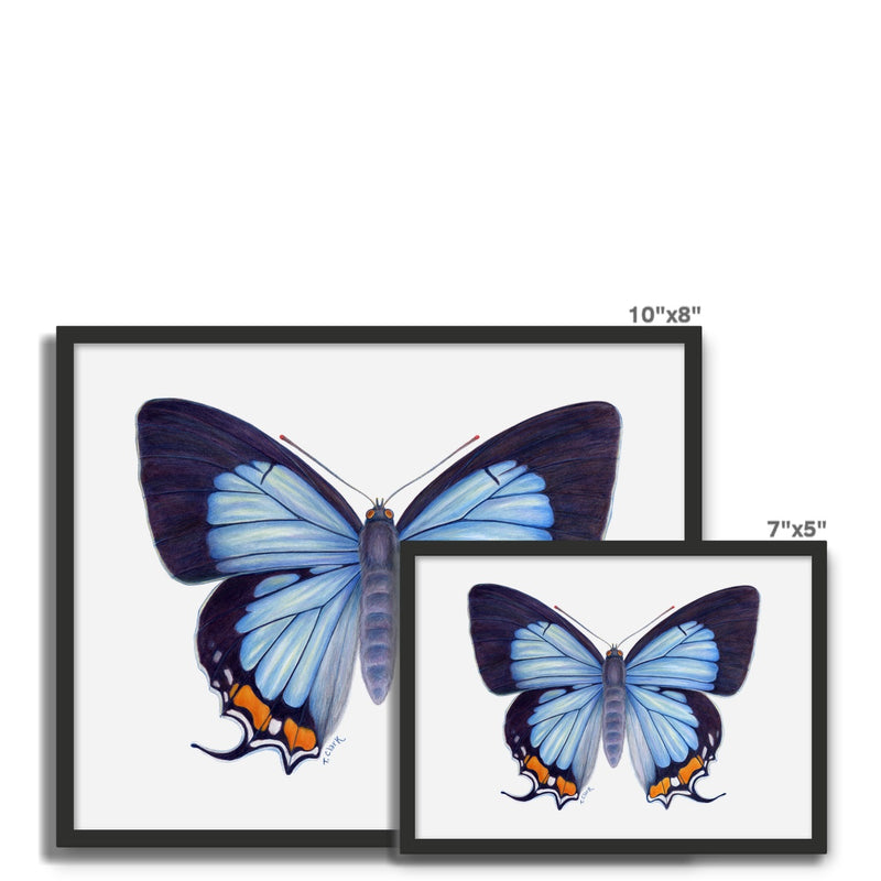Imperial Blue Butterfly Framed Photo Tile