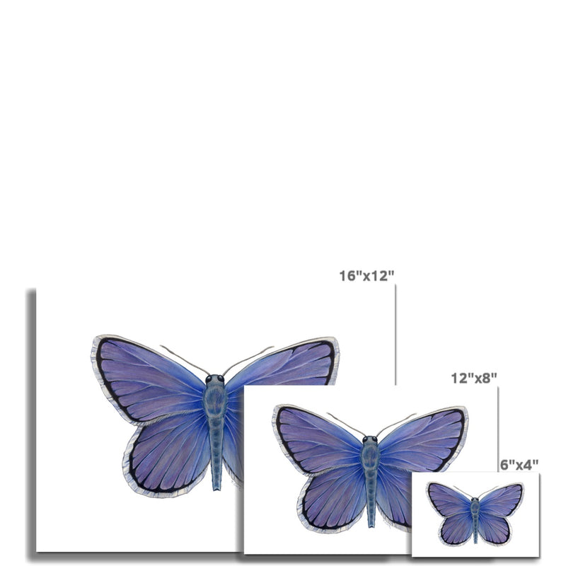 Karner Blue Butterfly Hahnemühle Photo Rag Print