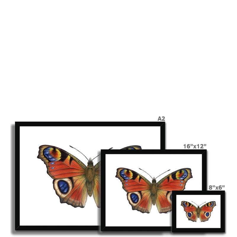 Peacock Butterfly Framed Print
