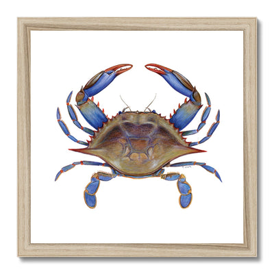 Blue Crab Framed Print