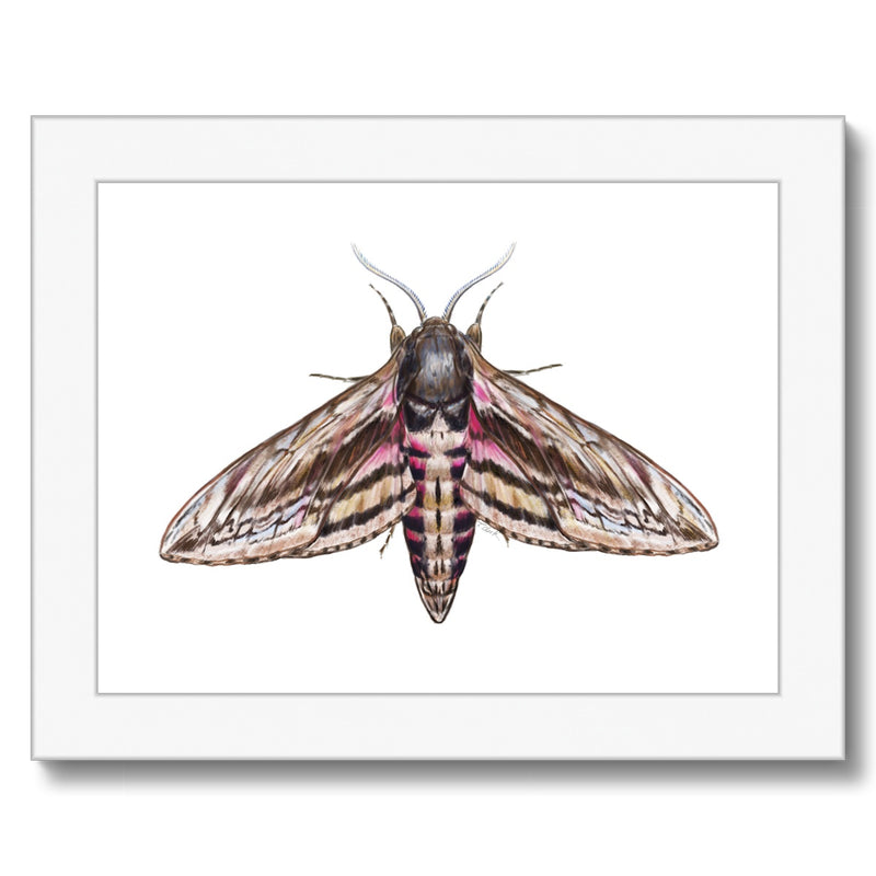 Hawkmoth Budget Framed Poster