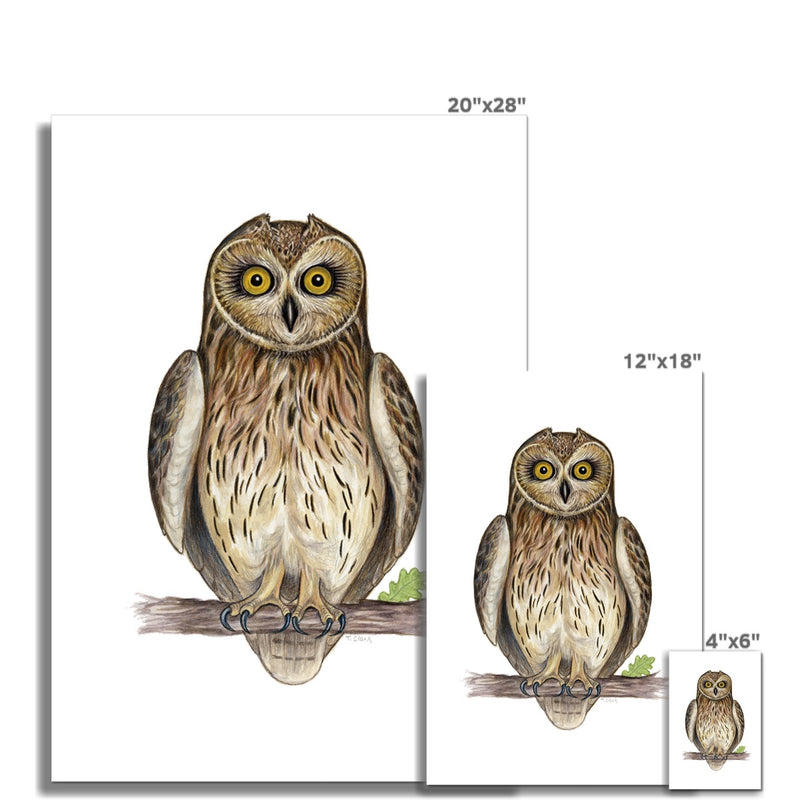 Short-eared Owl Fine Art Print