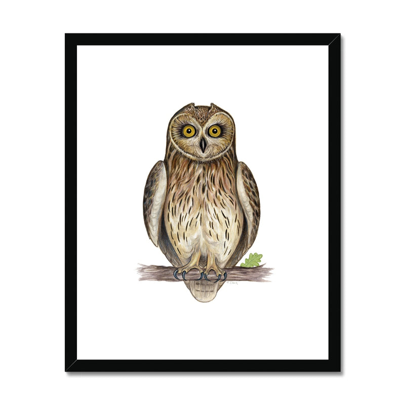Short-eared Owl Framed & Mounted Print