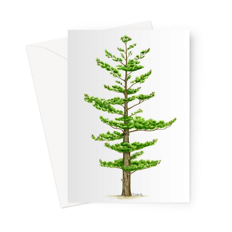 White Pine Greeting Card