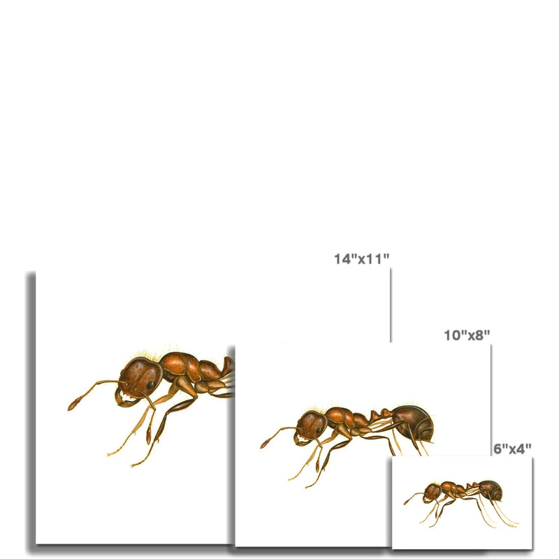 Fire Ant Hahnemühle German Etching Print
