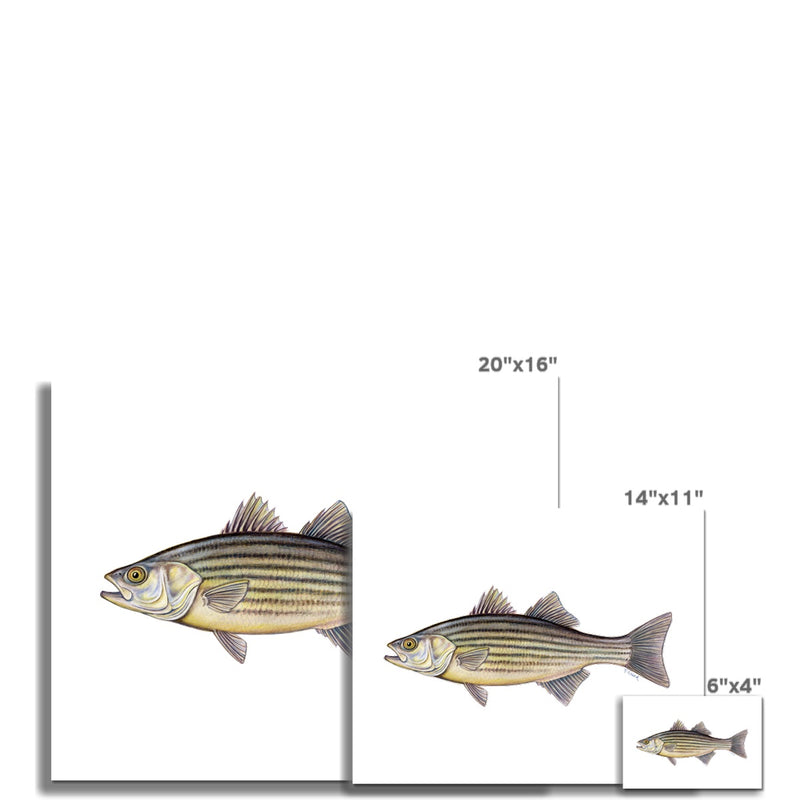 Striped Bass Hahnemühle German Etching Print